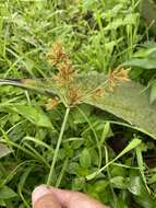 صورة Cyperus manimae Kunth