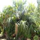 Image of Bermuda Palm