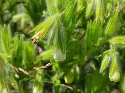 صورة <i>Onosma setosa</i>