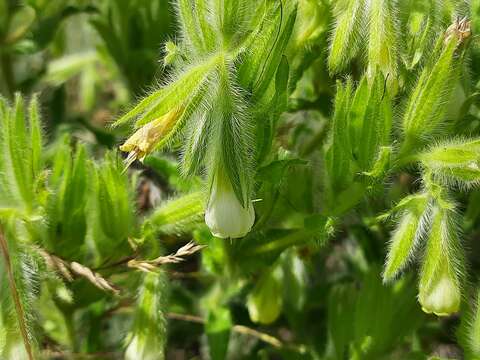 Image of <i>Onosma setosa</i>