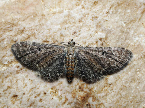 Eupithecia denotata resmi