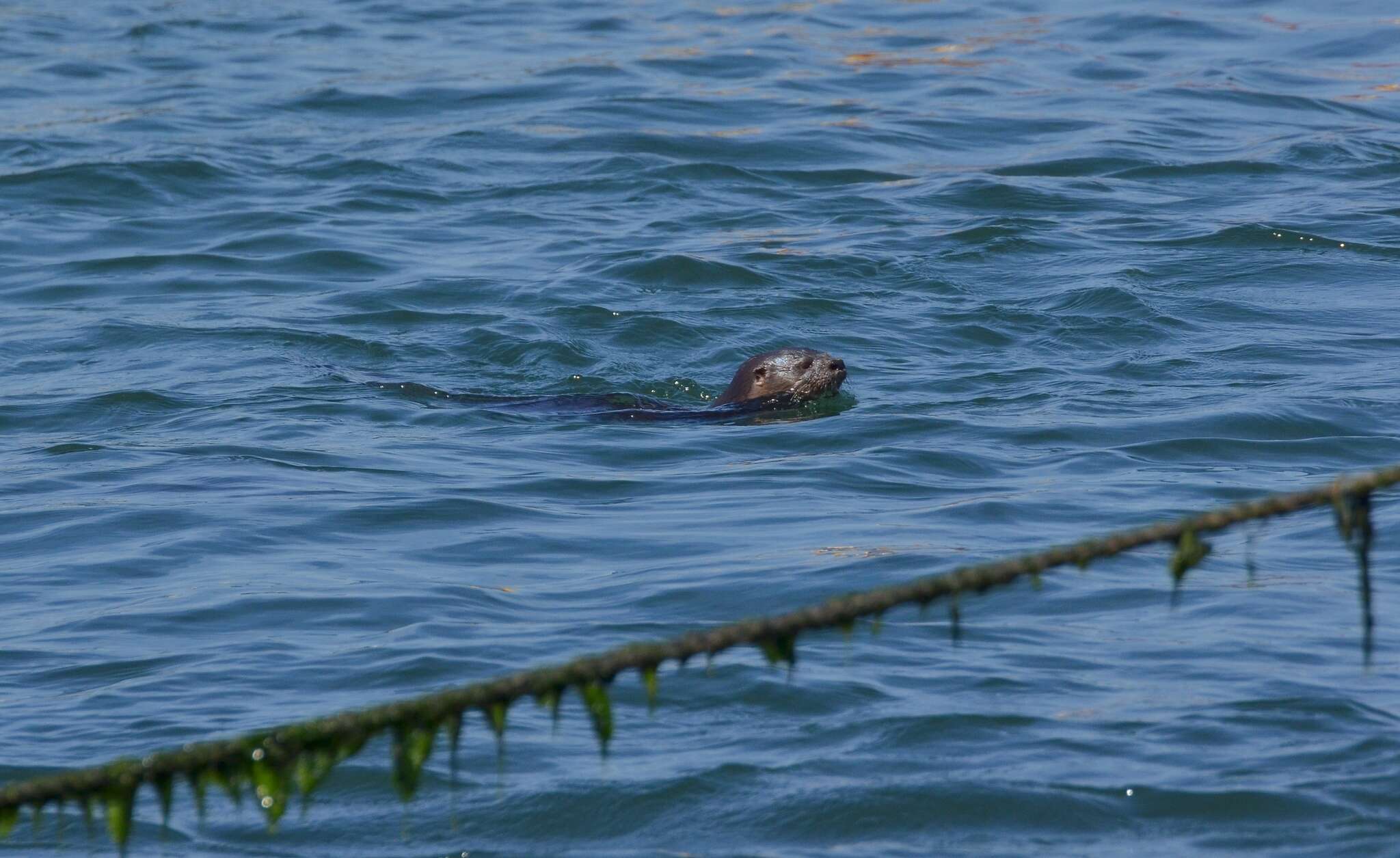 Image of Marine Otter