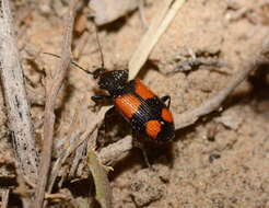 Слика од Panagaeus (Panagaeus) relictus Semenov 1938