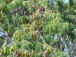 Image of white leadtree