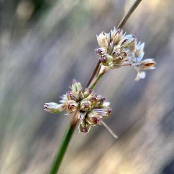 Image of Juncus subsecundus N. A. Wakefield