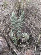 Image of Eaton's lipfern