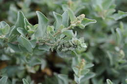 Image of Maximowicz's saltbush