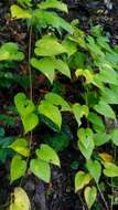 Dioscorea caucasica Lipsky的圖片