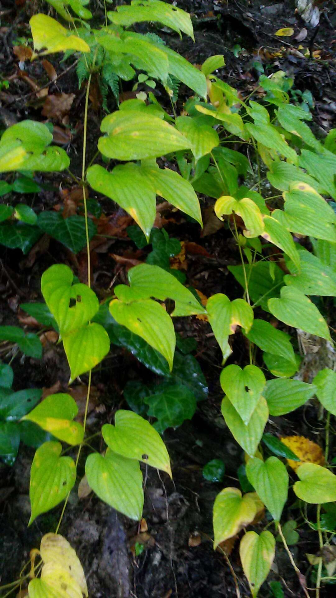 Dioscorea caucasica Lipsky的圖片