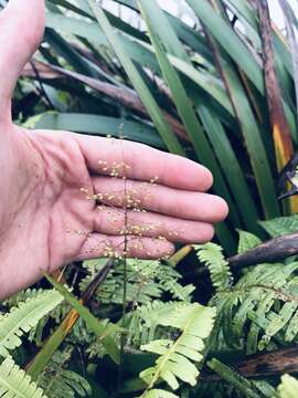 Image of Ridgetop Blood Grass