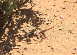 صورة Pedioplanis laticeps (Smith 1849)