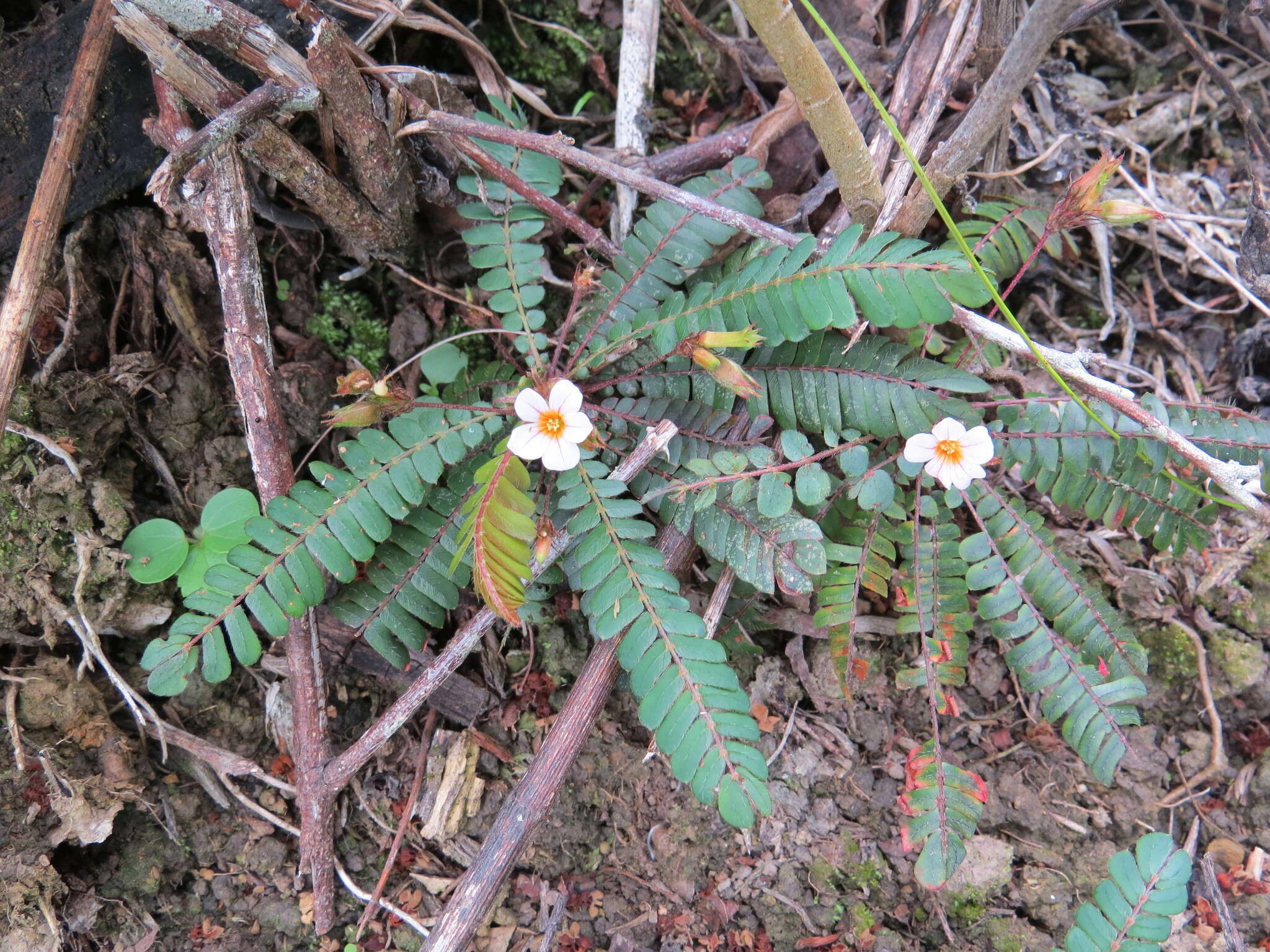 Image de Biophytum dendroides (Kunth) DC.