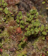 Imagem de Myrteola nummularia (Poir.) O. Berg