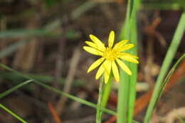 Image of Tracy's silkgrass