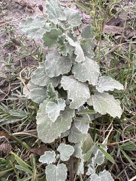 Image of woolly globemallow