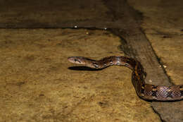 Image of Trinket Snake