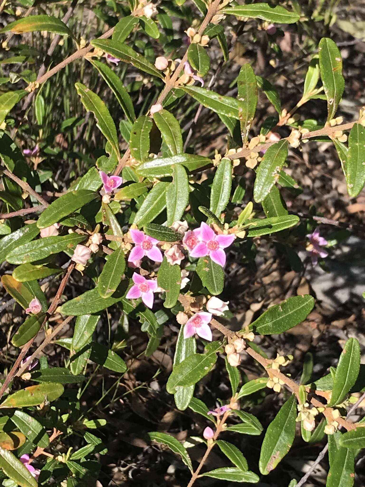 Image of Boronia odorata M. F. Duretto