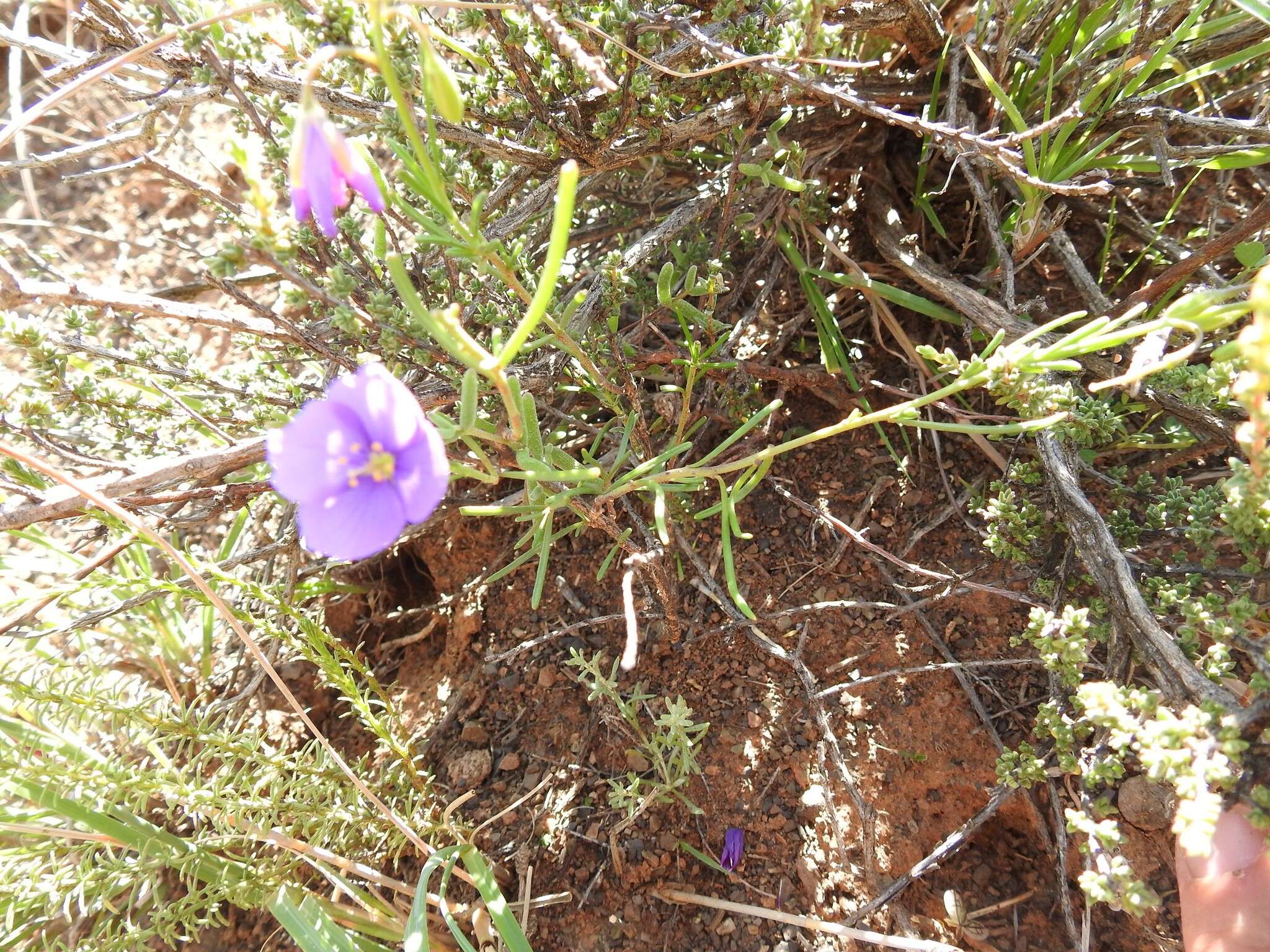 Image of Heliophila suavissima Burch. ex DC.