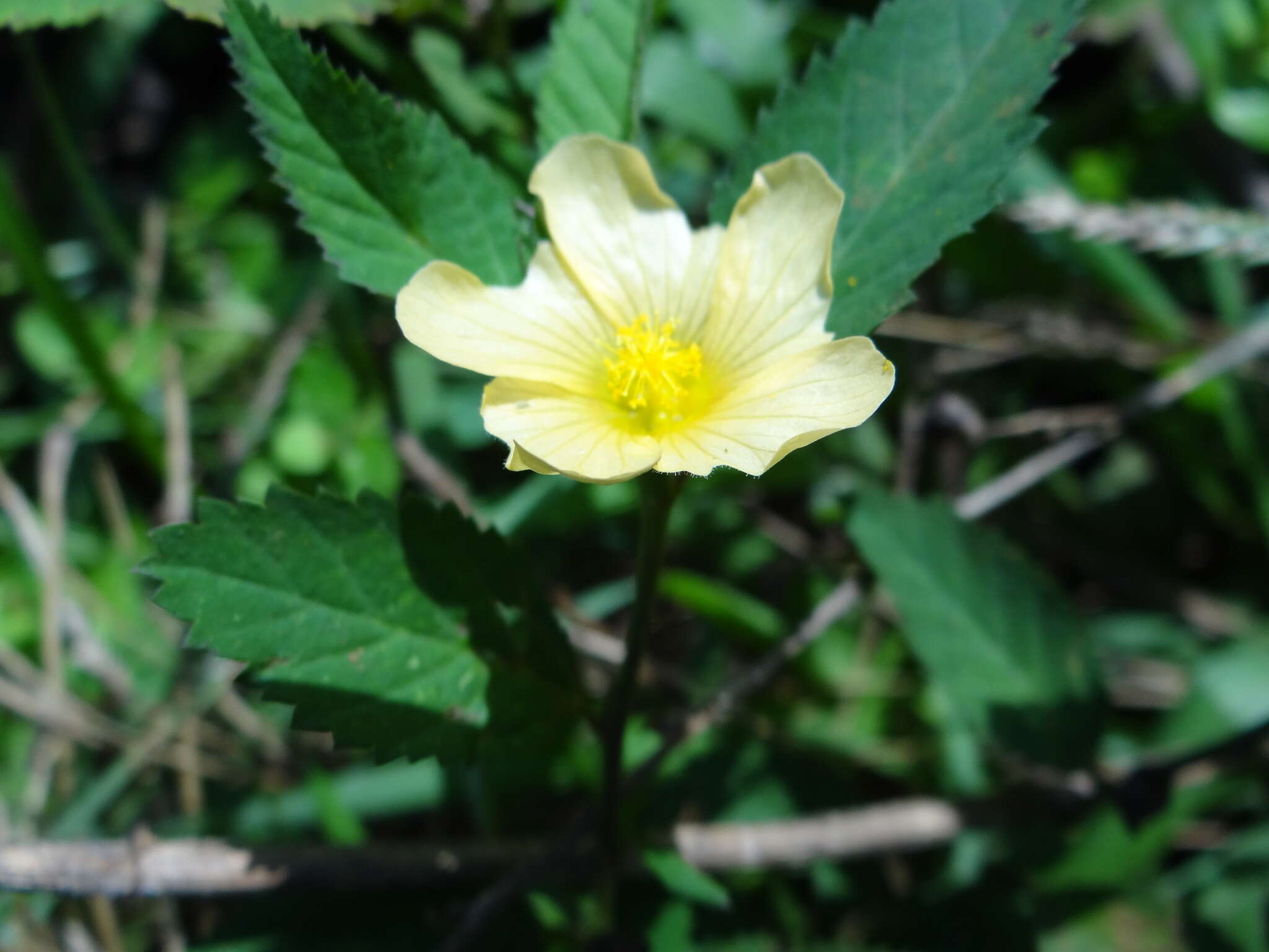 Image of tropical fanpetals