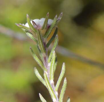 Image of Phylica alba Pillans