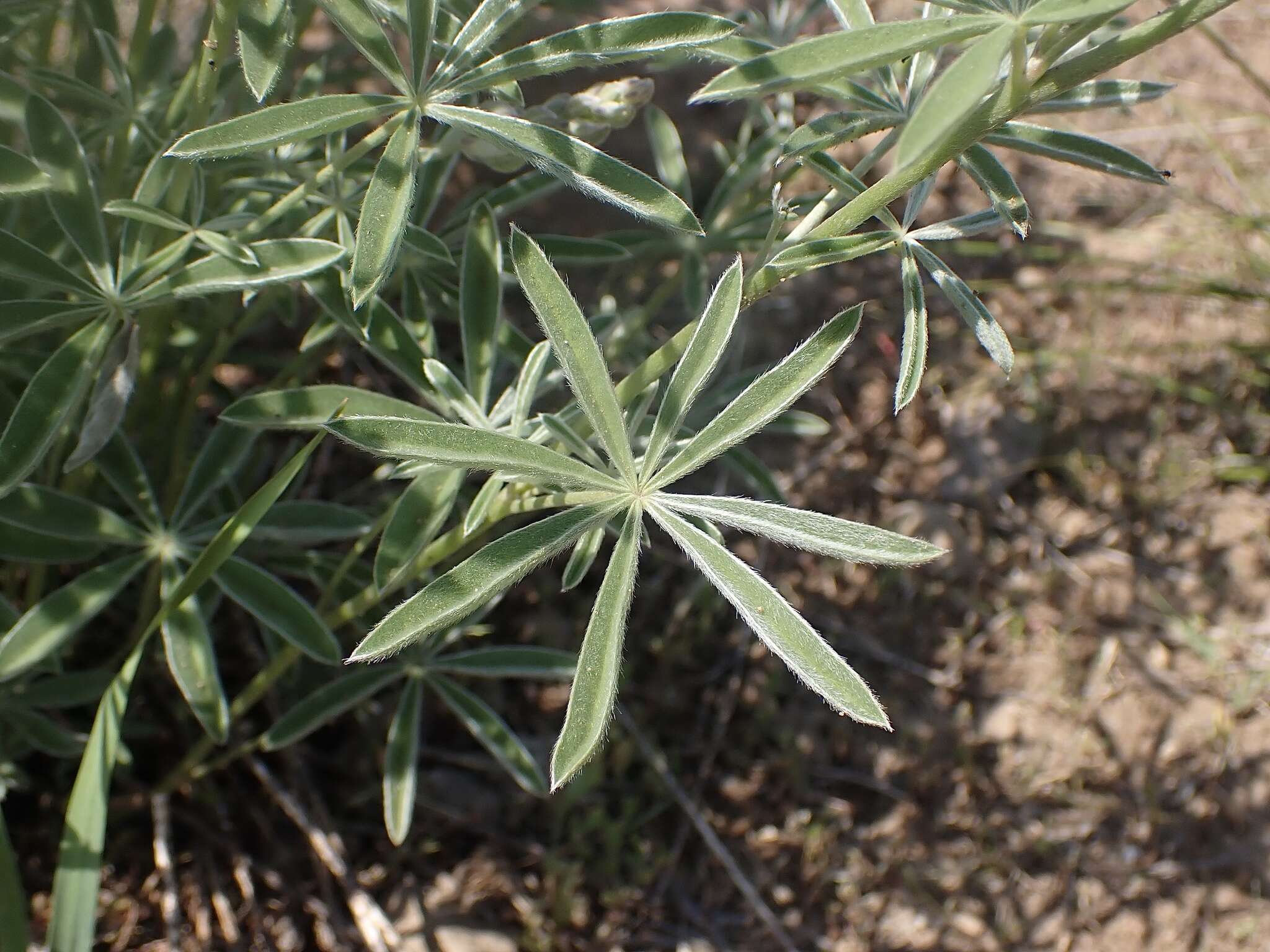 Image of tailcup lupine