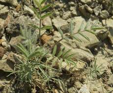 Image of Oxytropis pallasii Pers.