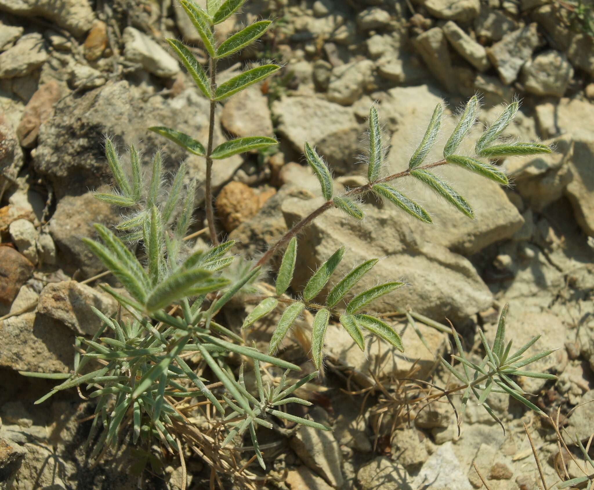 Image of Oxytropis pallasii Pers.