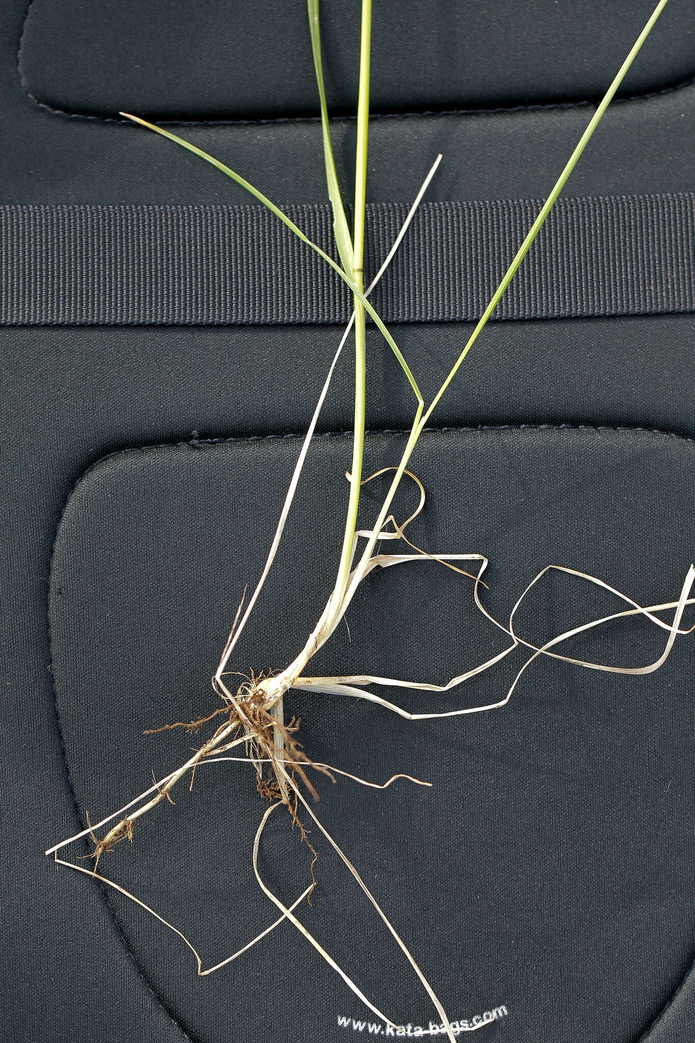 Image of narrow-leaved meadow-grass