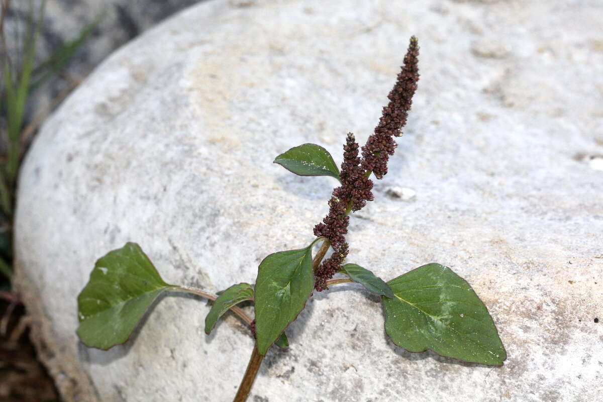 Imagem de Amaranthus viridis L.