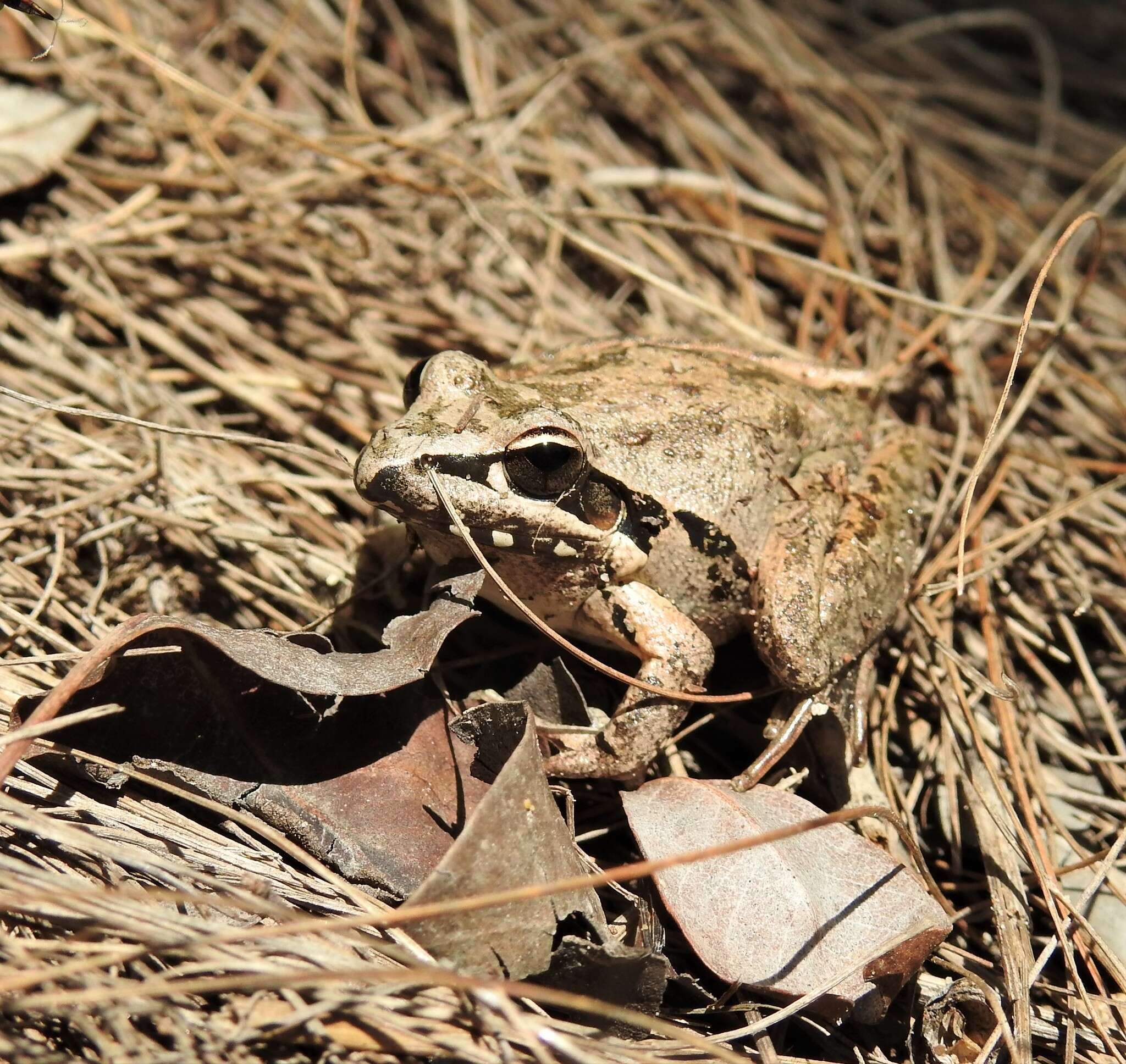 Litoria latopalmata Günther 1867的圖片