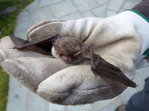 Image of Natterer's Bat