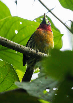 Image of Eubucco bourcierii bourcierii (Lafresnaye 1845)