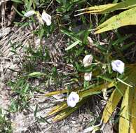 Plancia ëd Clitoria fragrans Small