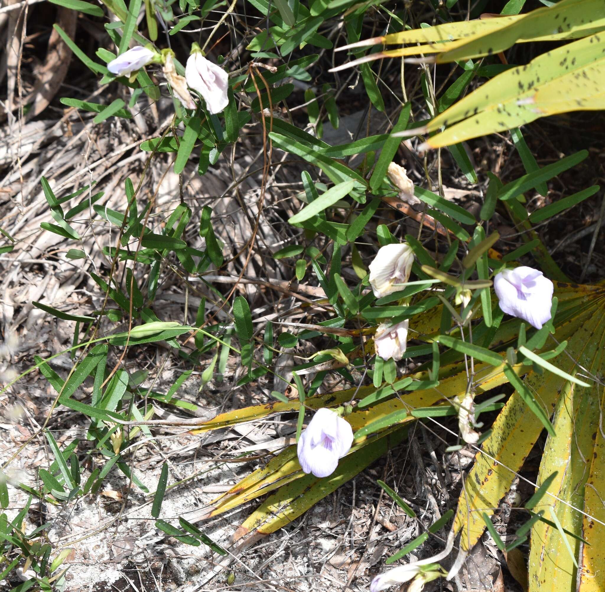 Plancia ëd Clitoria fragrans Small