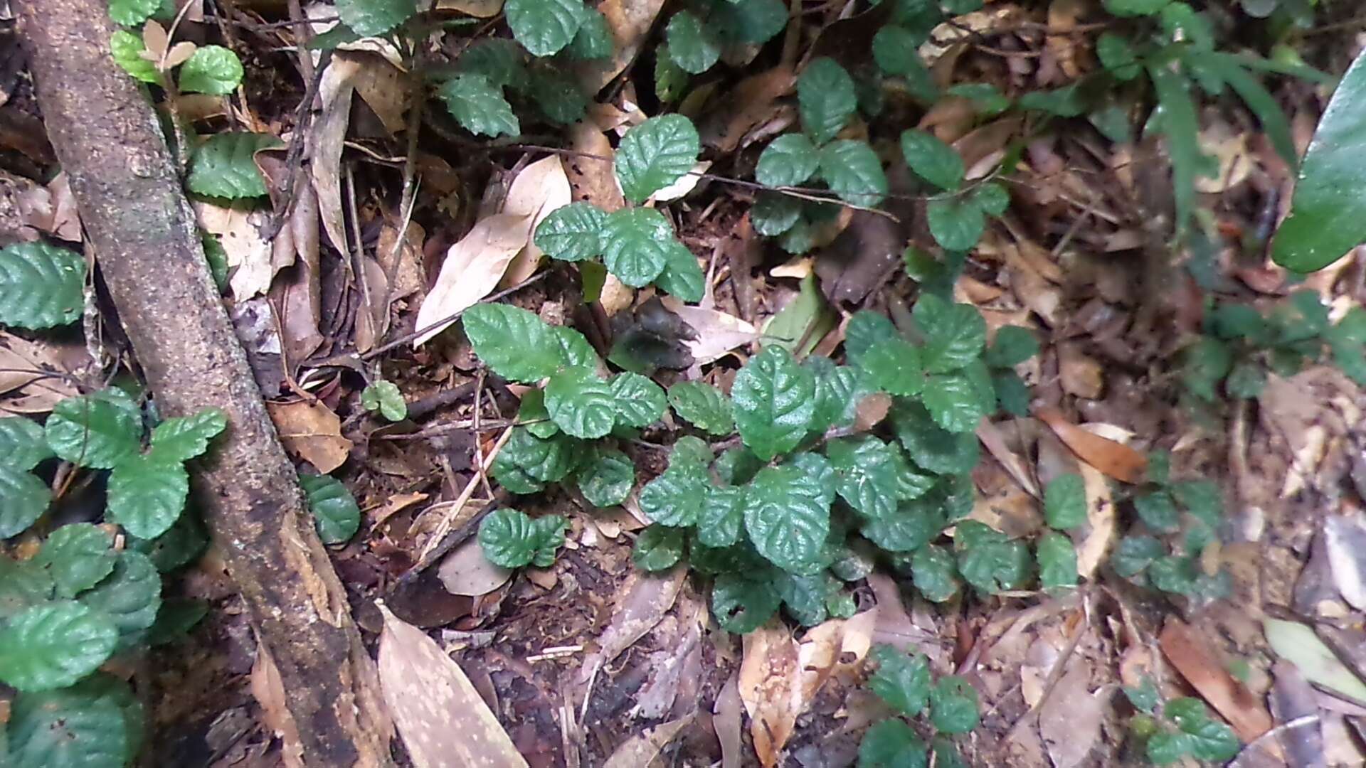 Image of Ardisia pusilla A. DC.