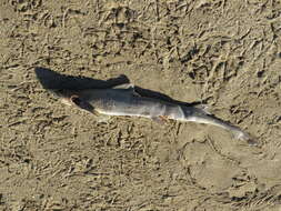 Image of Narrownose Smoothhound