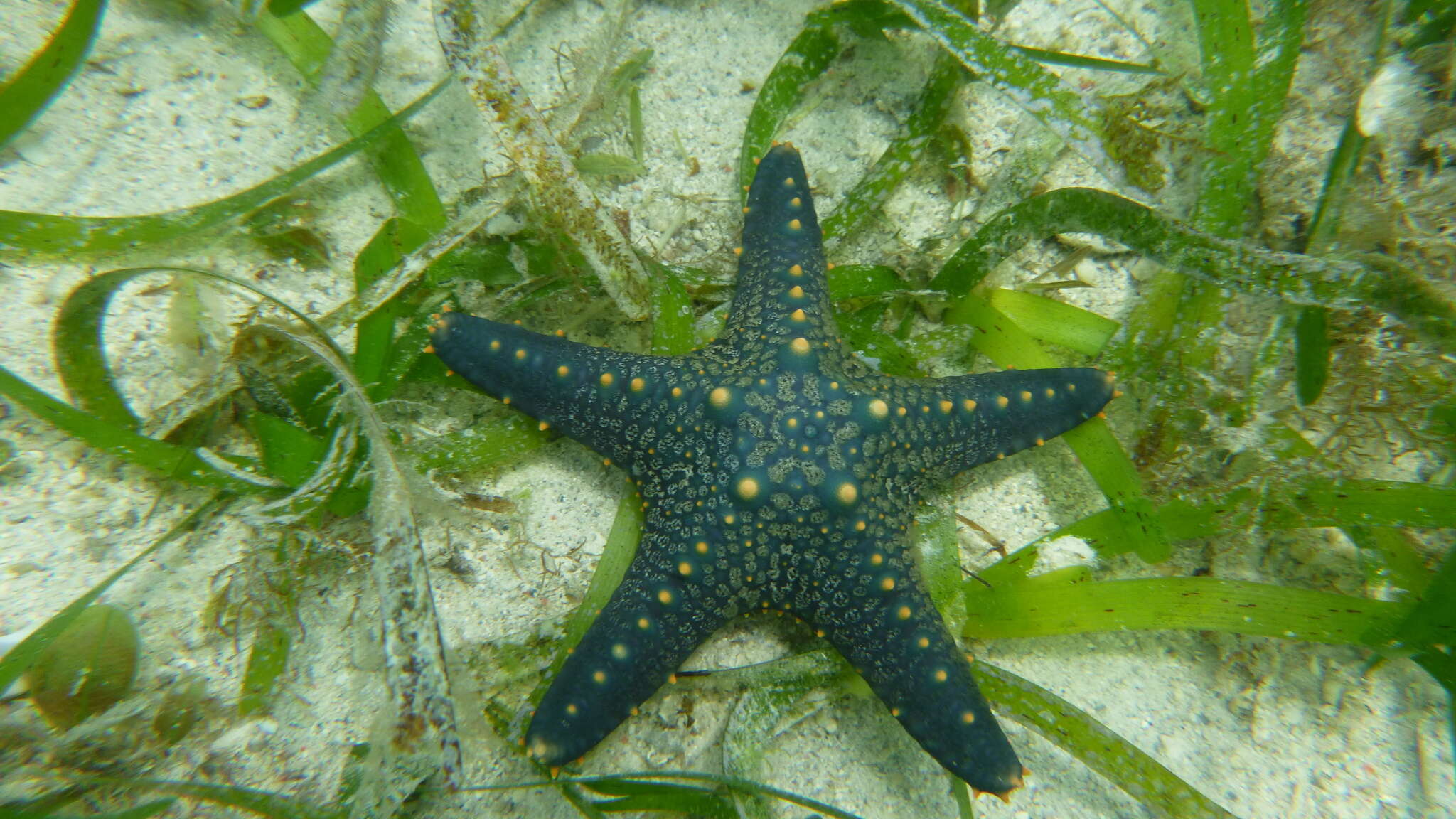 Image of Pentaceraster mammillatus (Audouin 1826)