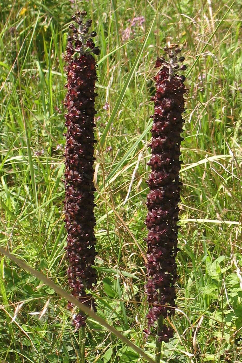 Image of black false hellebore