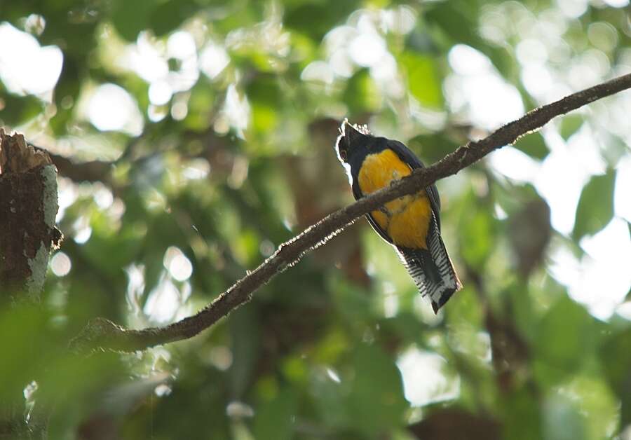 Слика од Trogon violaceus Gmelin & JF 1788