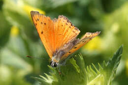 Image de Lycaena asabinus (Herrich-Schäffer (1851))