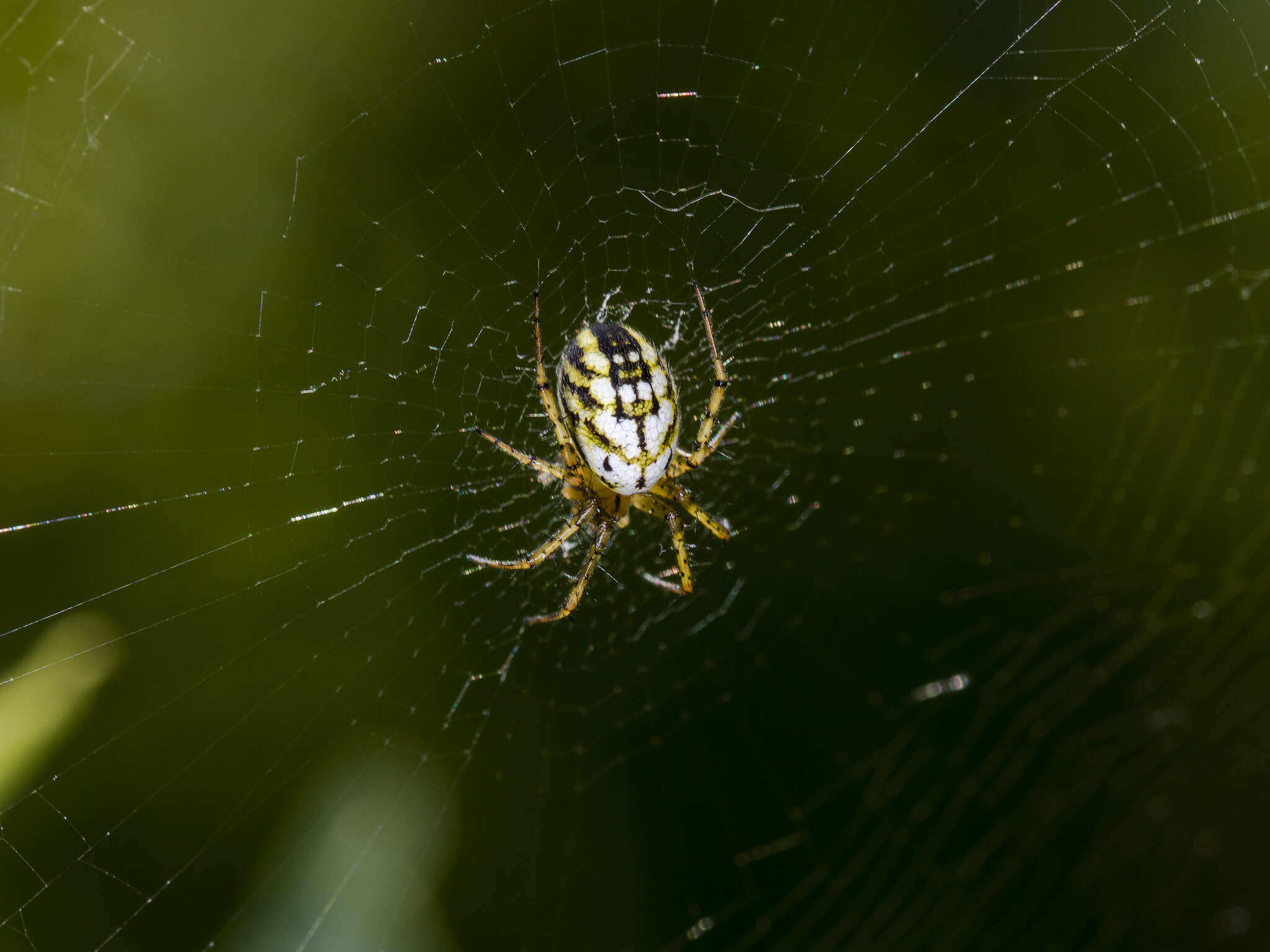 Image of Mangora acalypha (Walckenaer 1802)