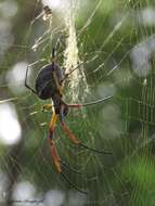 صورة Trichonephila sexpunctata (Giebel 1867)