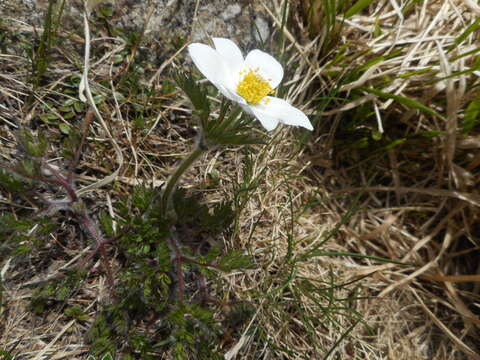 Image de Pulsatilla alpina subsp. millefoliata (Bertol.) D. M. Moser