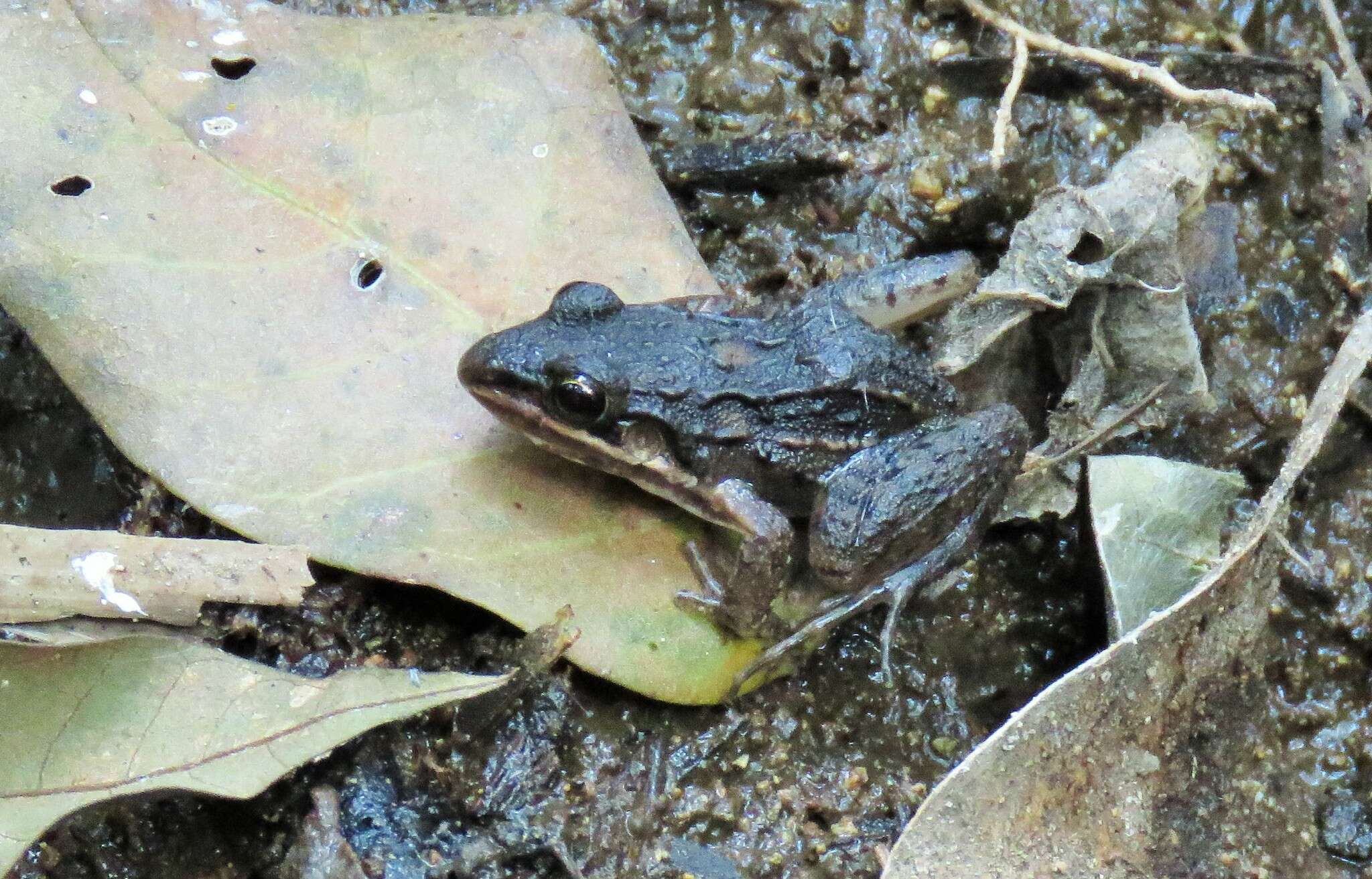 Leptodactylus fragilis (Brocchi 1877) resmi