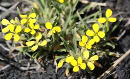 Image de Erysimum bonannianum C. Presl.