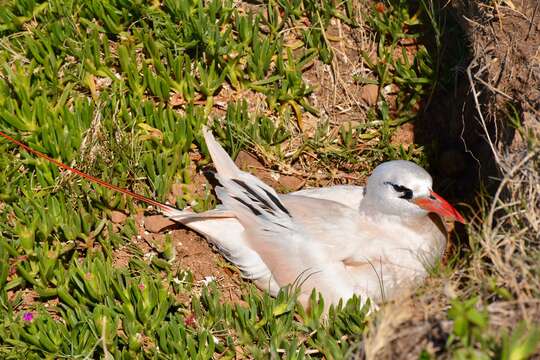 Image of tropicbirds