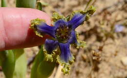 Image of Ferraria uncinata Sweet