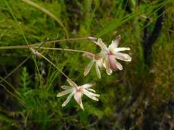 Image of Knowltonia anemonoides H. Rasmussen