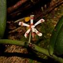 Trichoglottis mindanaensis Ames resmi