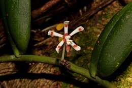 Trichoglottis mindanaensis Ames resmi